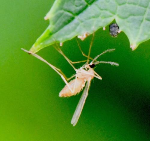 Karshomyia sp.